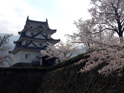 宇和島城の桜